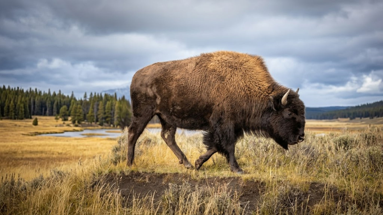 Is Kratom Legal in Wyoming? (2026 Update)