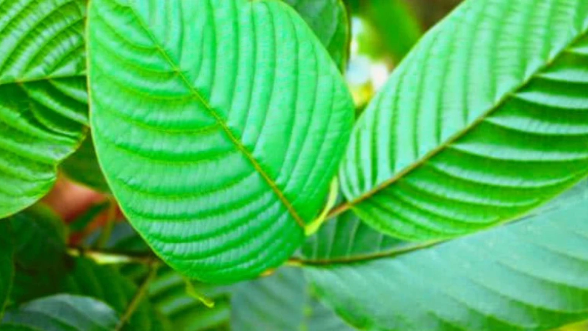 What Are Kratom Extracts & Kratom Shots- Everything To Know