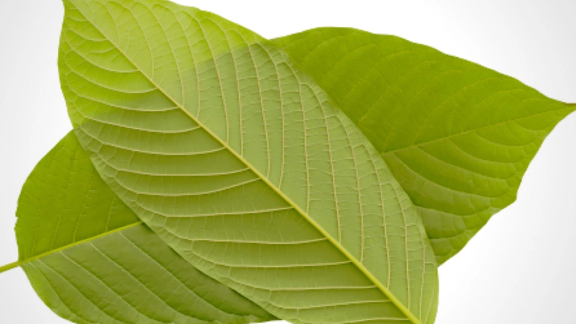 Is Kratom Legal In Idaho State Year 2023