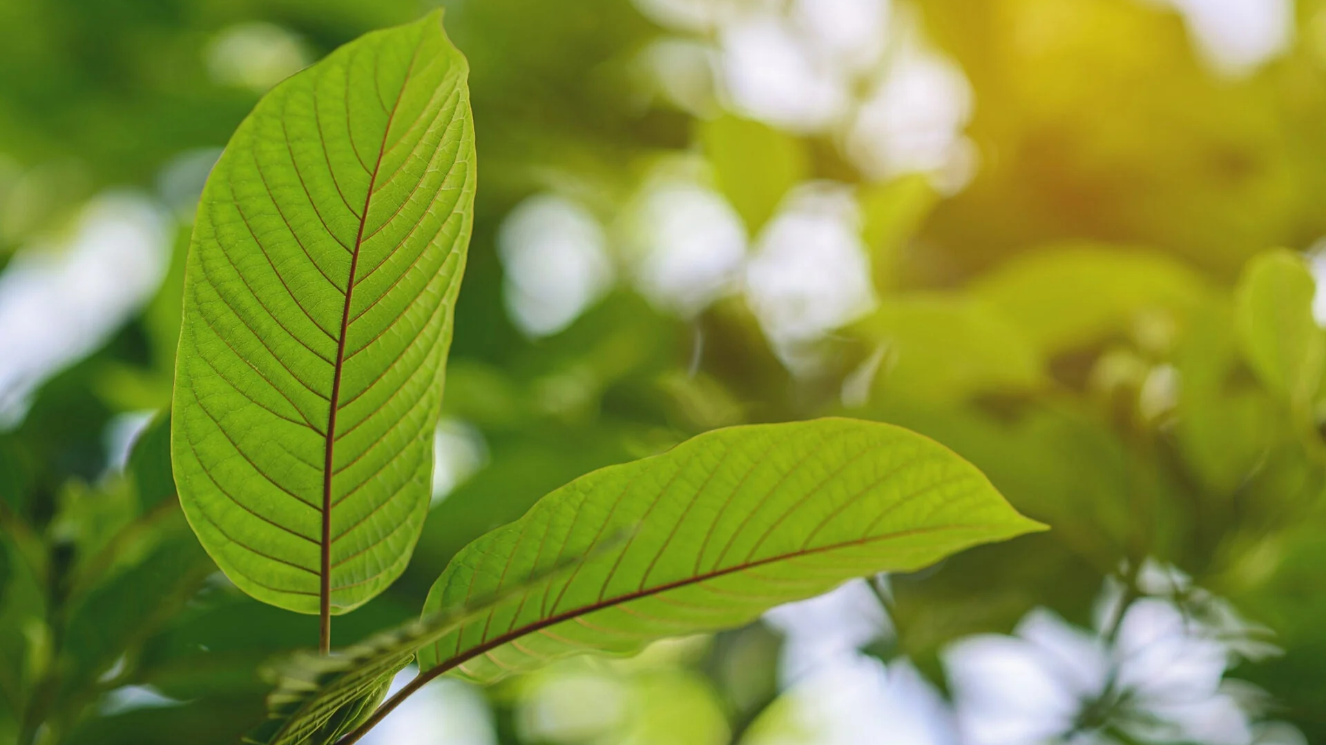What Is Kratom Stem And Vein