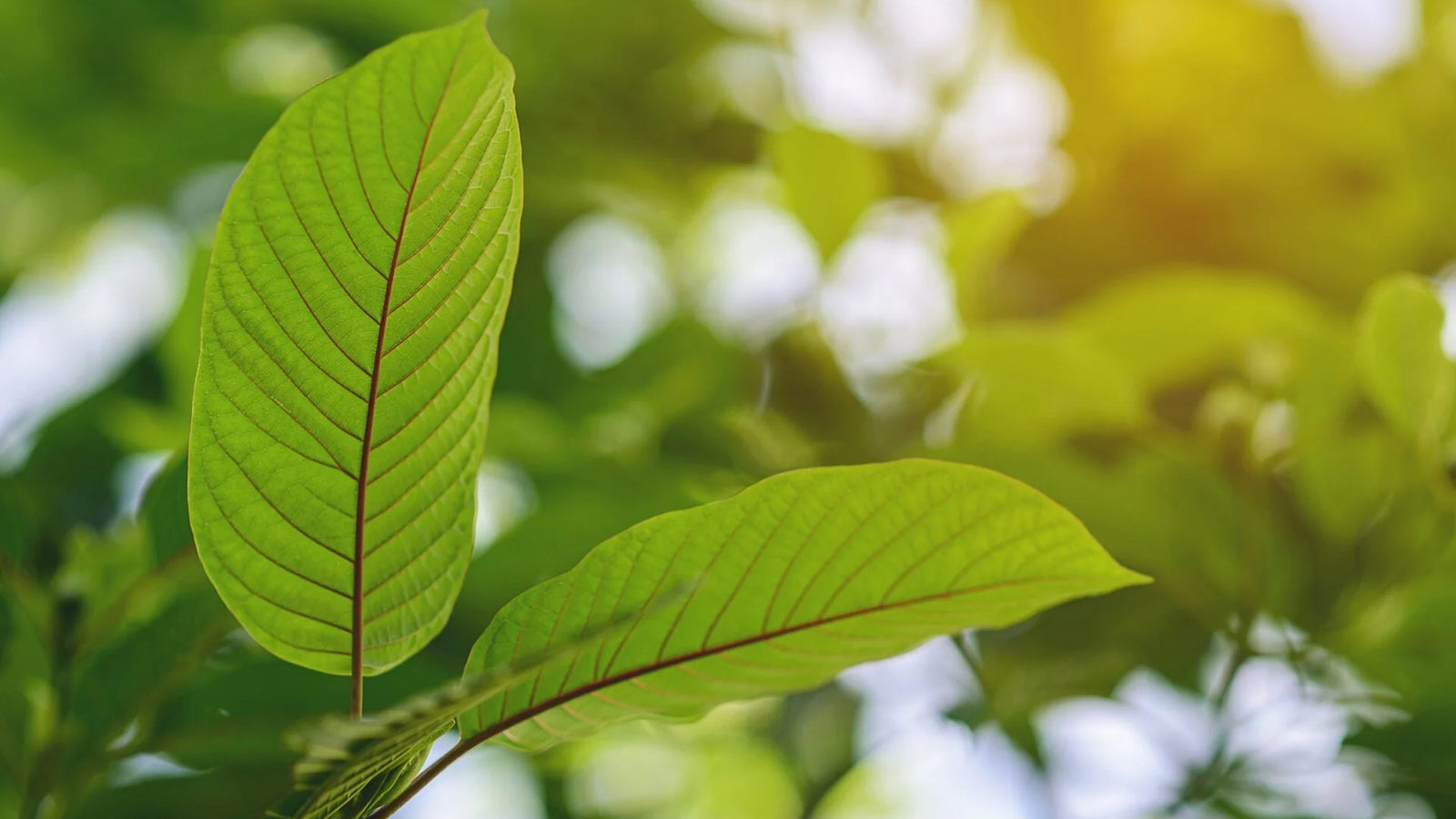 What Is Kratom Stem And Vein?