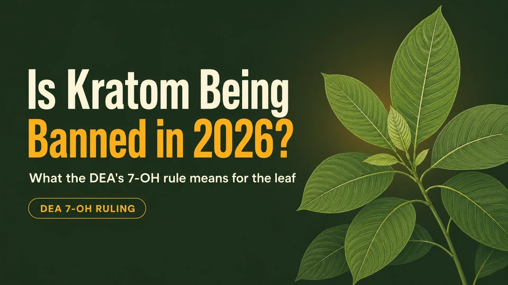 Is Kratom Being Banned in 2026 blog header from GRH Kratom, with kratom leaves and the subtitle what the DEA's 7-OH rule means for the leaf