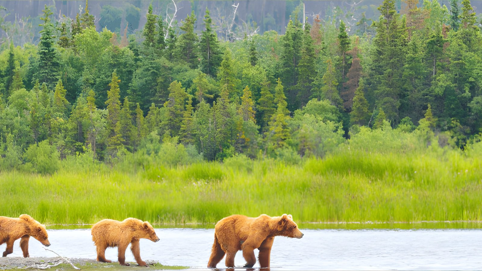 Is Kratom legal In Alaska State? Year 2026