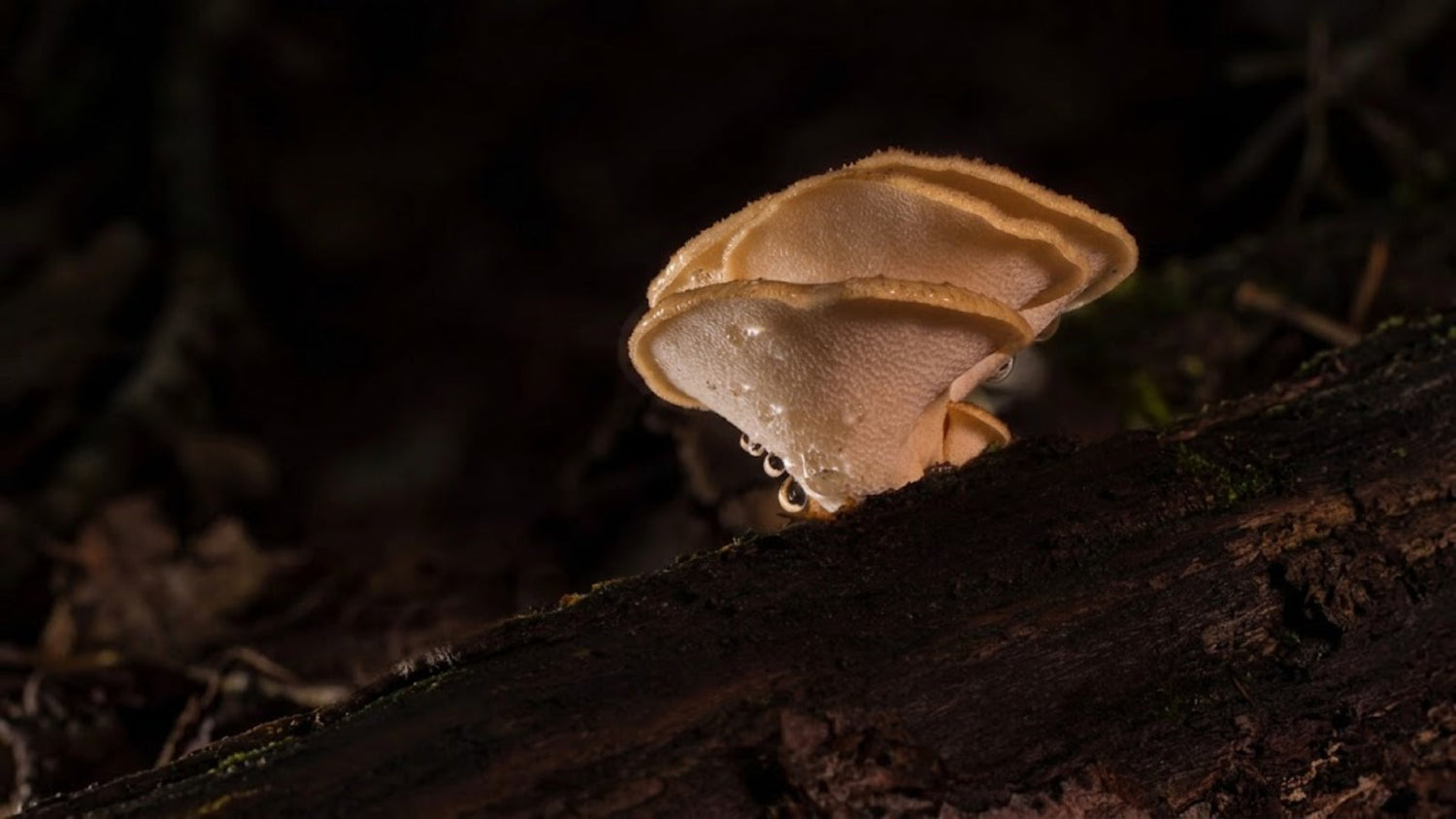 Reishi vs Ashwagandha: Stress, Focus & Energy Control Guide | GRH