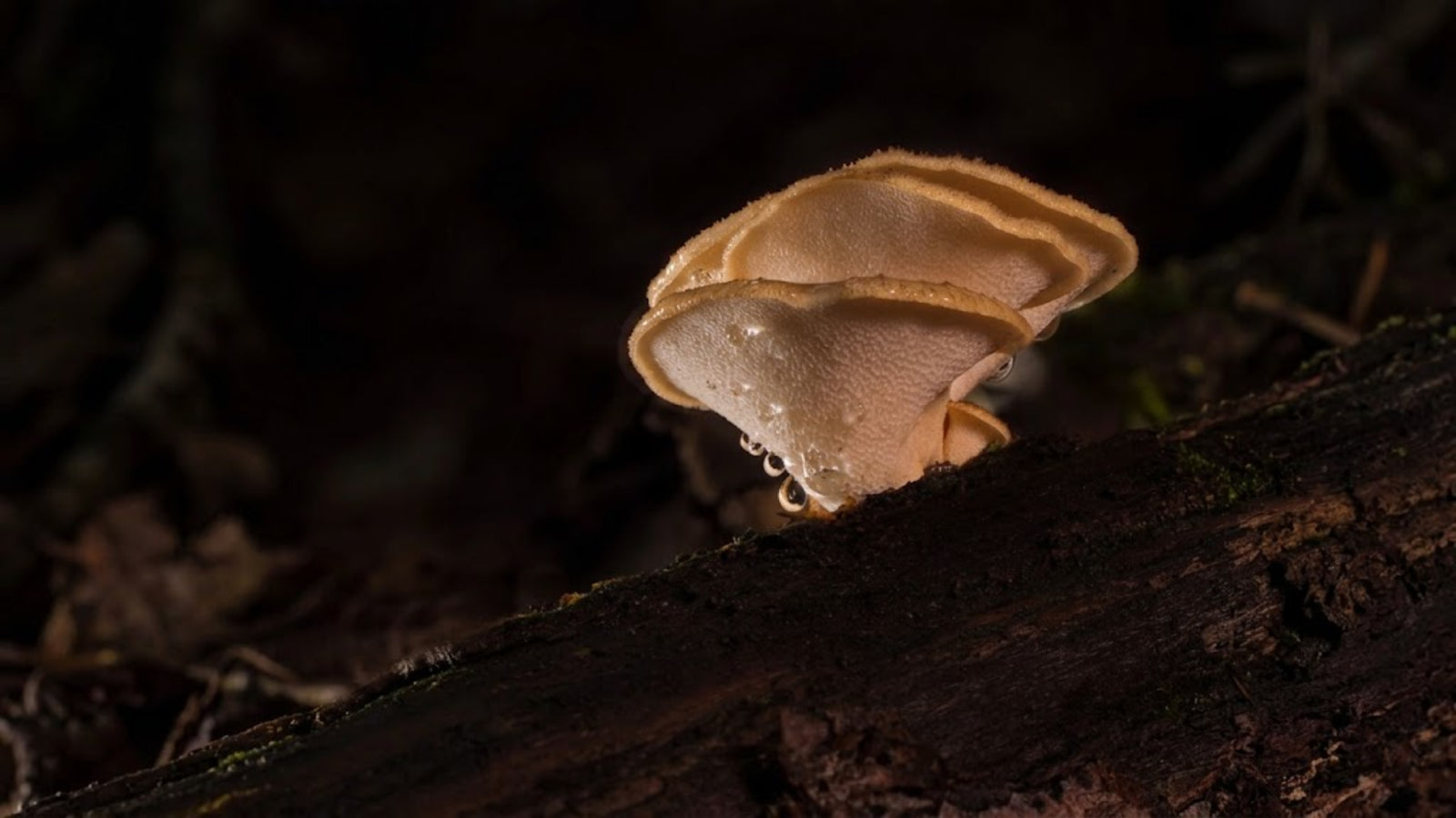 Reishi vs Ashwagandha: Stress, Focus & Energy Control Guide | GRH
