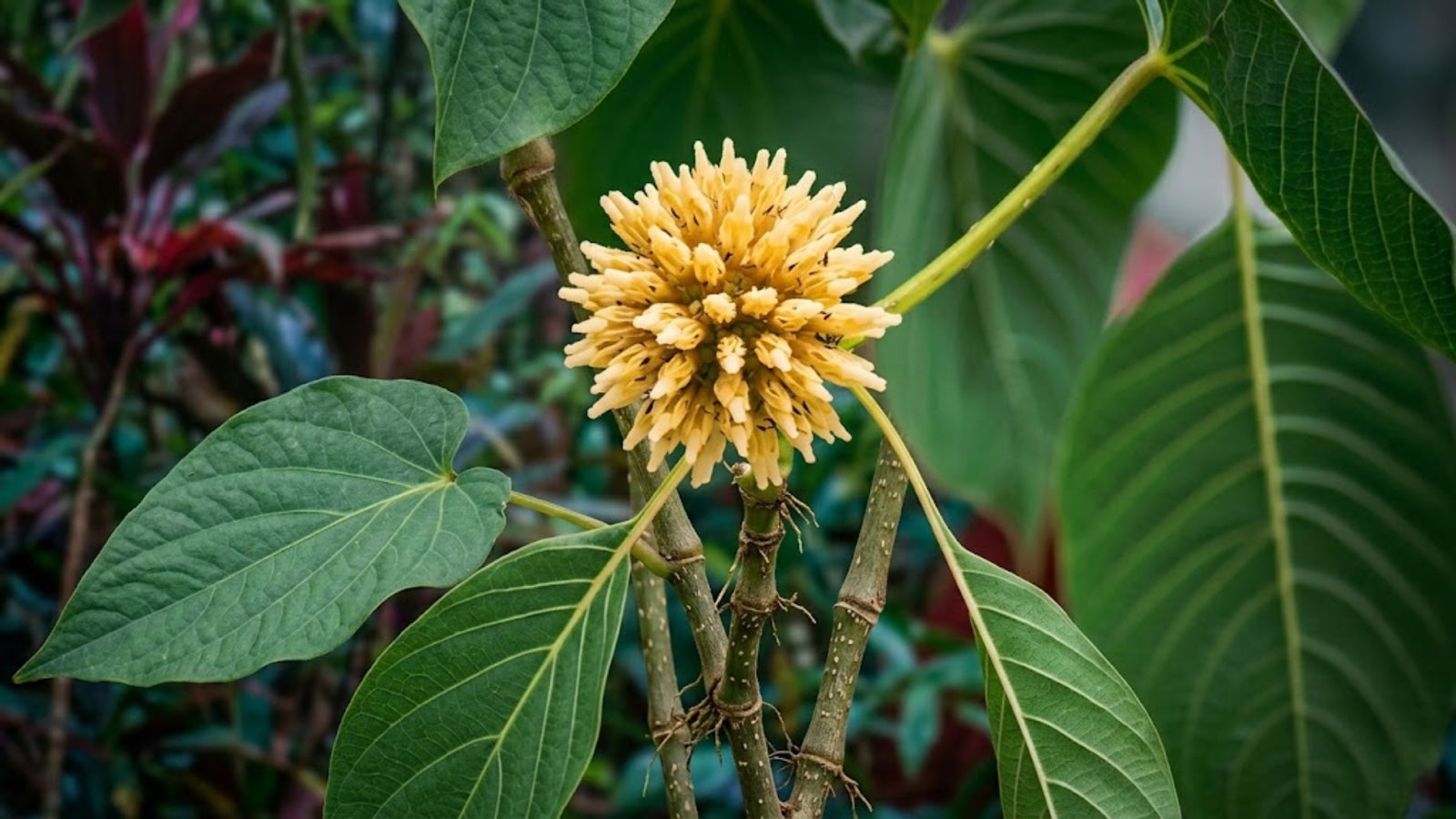 Is Kratom Legal In New Hampshire State? Year 2023