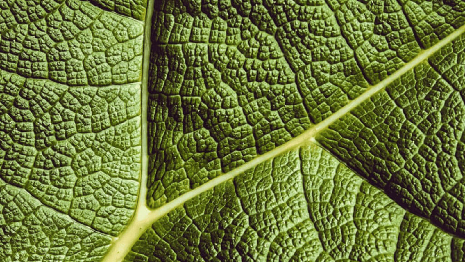 Growing Kratom; How Is Kratom Grown, Dried,& Processed?