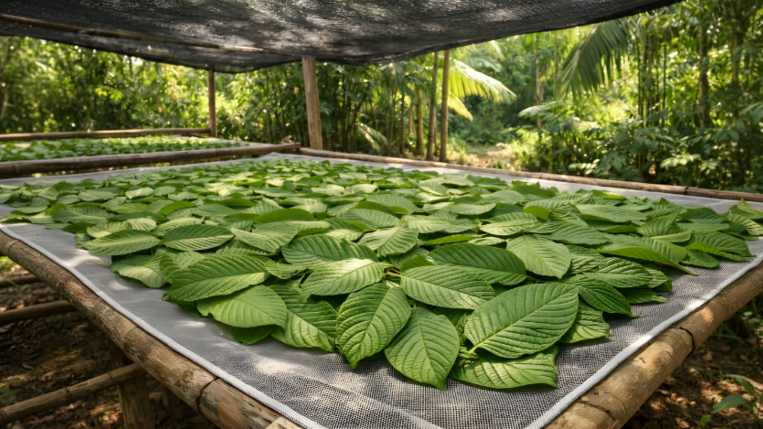 How to Dry Kratom Leaves Properly (Simple Guide)