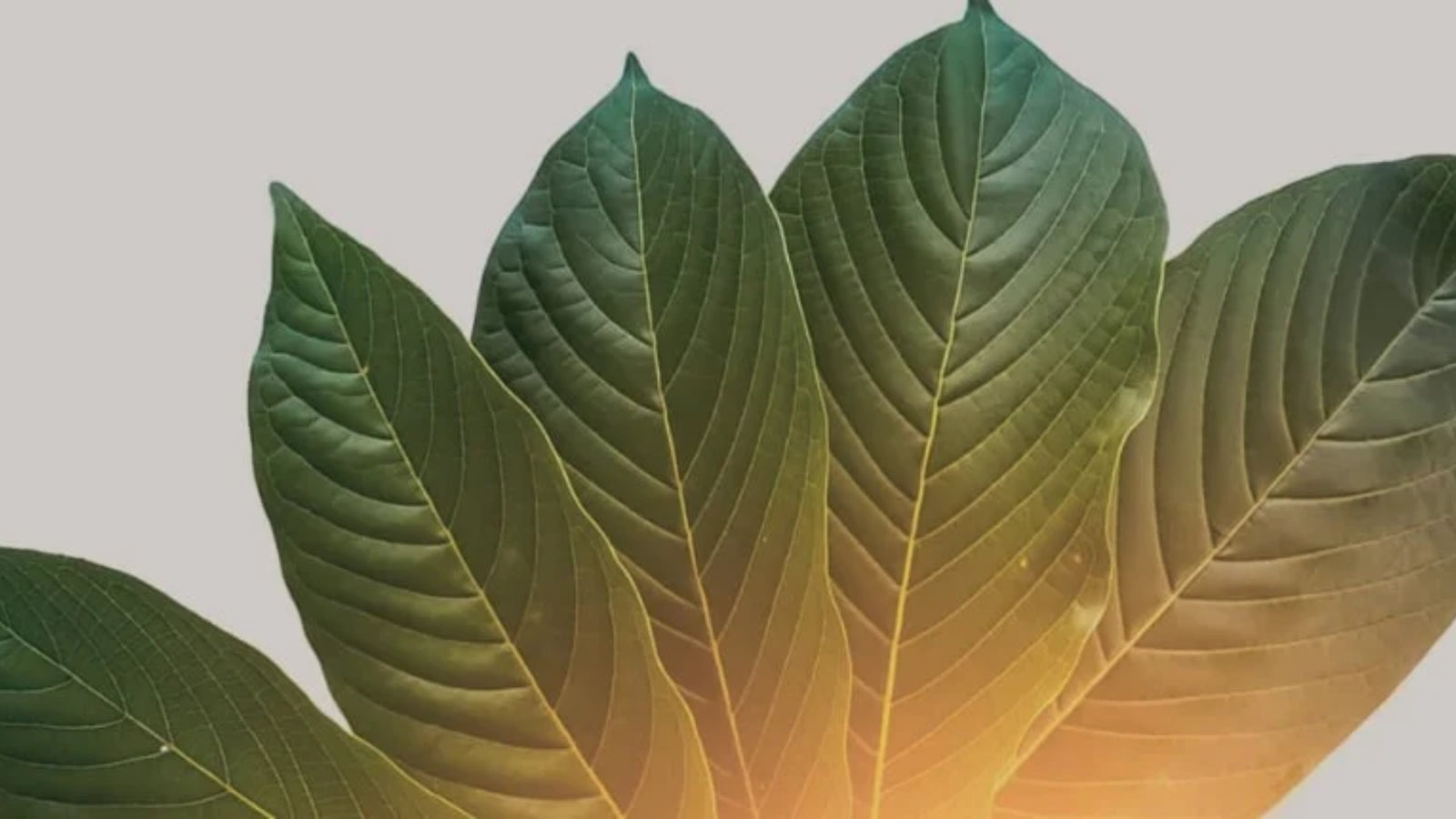 Is Kratom Legal In Pennsylvania State?