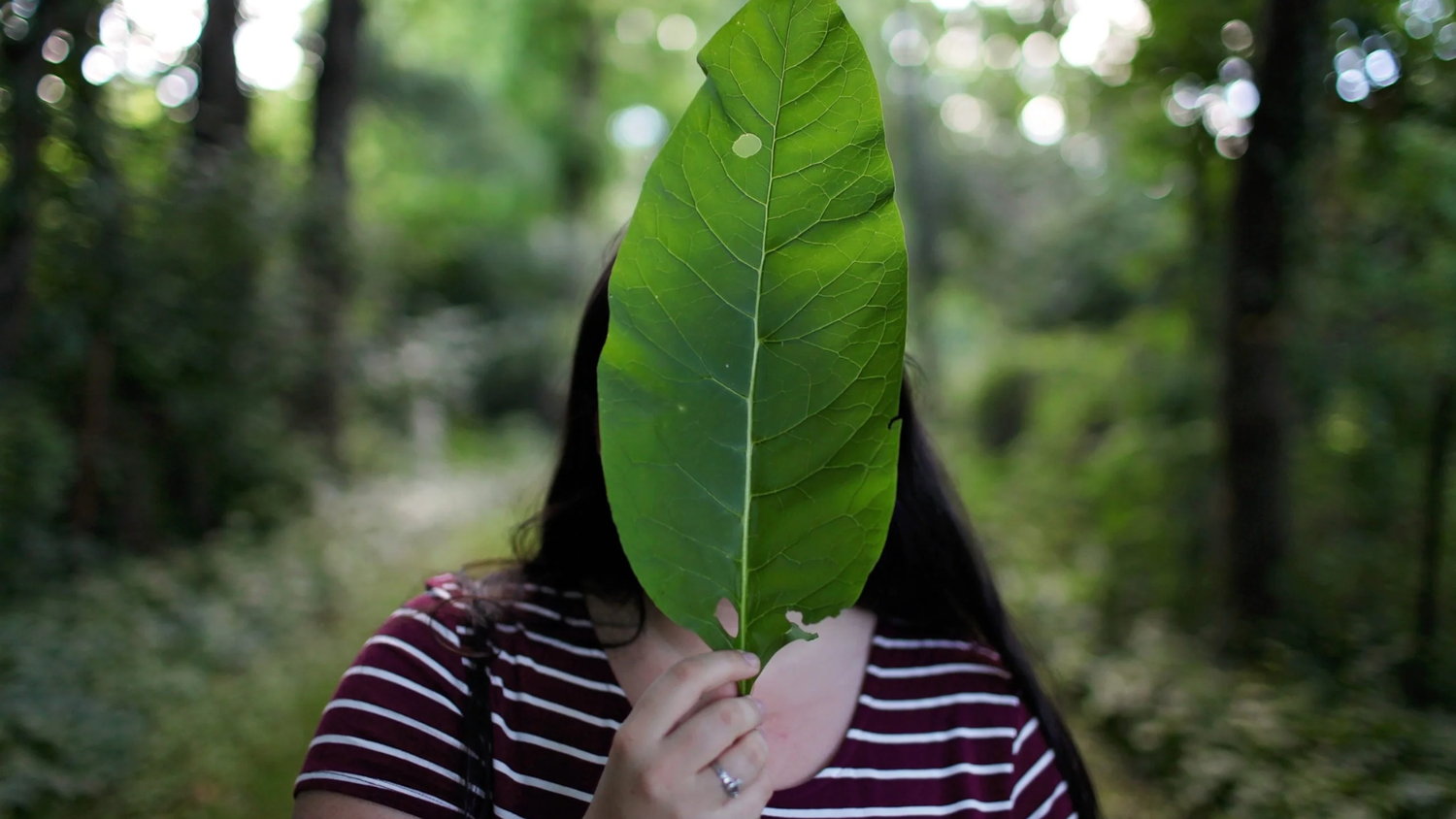 Pandemic & The Opioid Crisis  Is Kratom an Opioid
