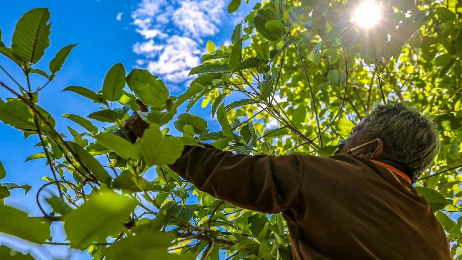 What Does Kratom Smell Like? How to Tell Good vs Bad