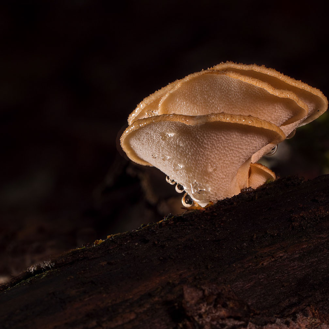 Uses and Benefits of Reishi Mushrooms and Ashwagandha