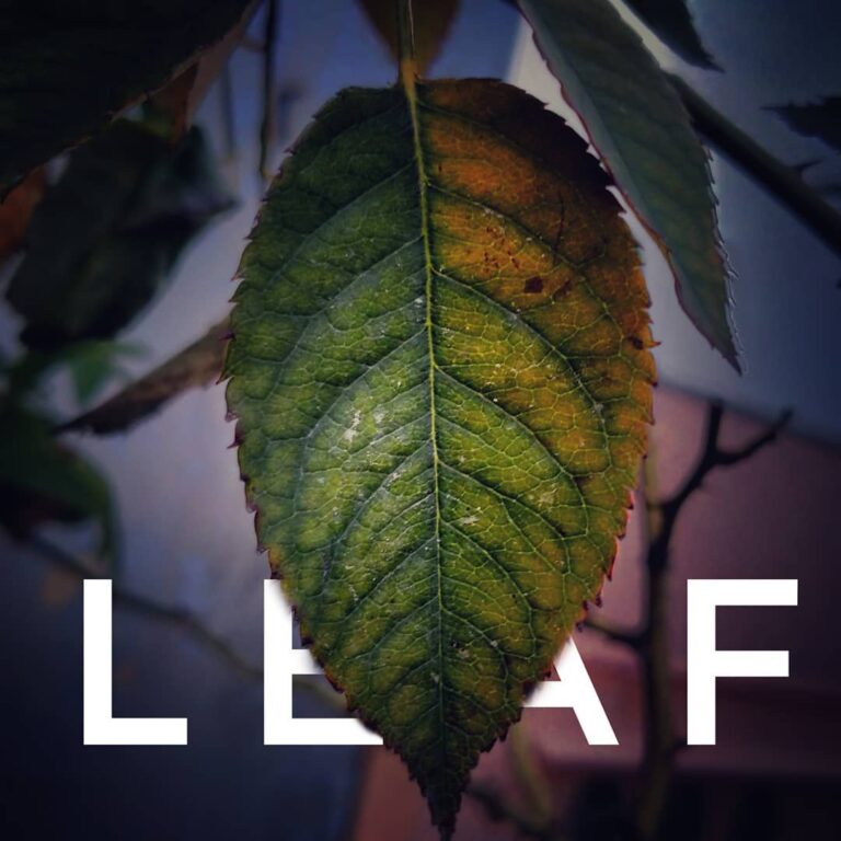 How To Potentiate Your Kratom Powder? Can You Safely Do It?