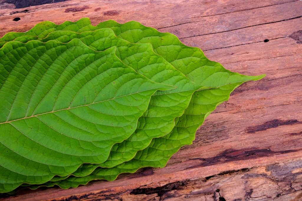 kratom overdose final