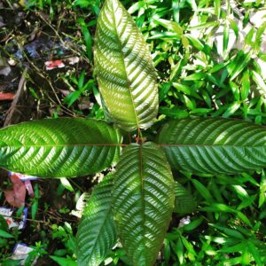 kratom-mitragyna speciosa-