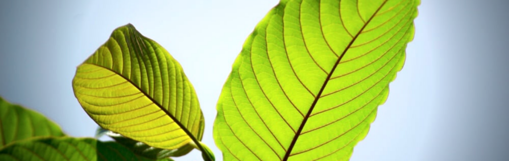 White Bali Kratom vs White Borneo Kratom final