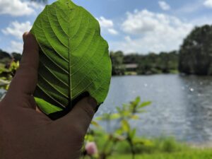 What is Nano Kratom? Read more on GRH Kratom