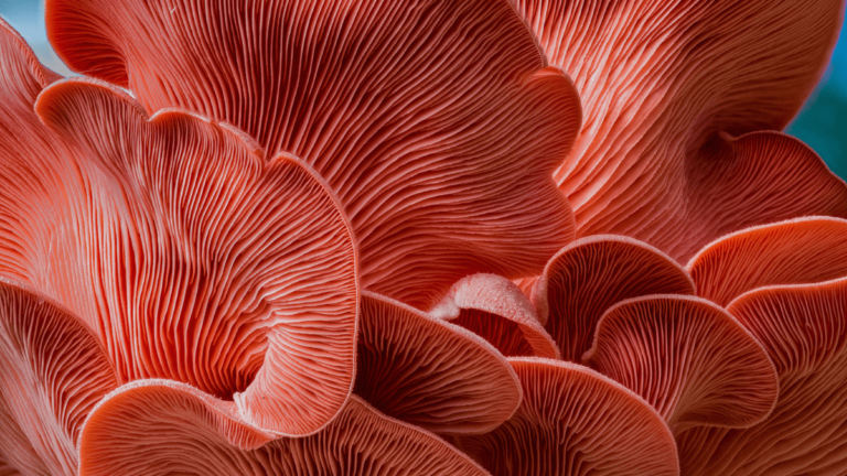 mushrooms for brain health, blog, grh kratom