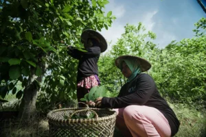 kratom tea, kratom farm, kratom, indonesia, grh kratom