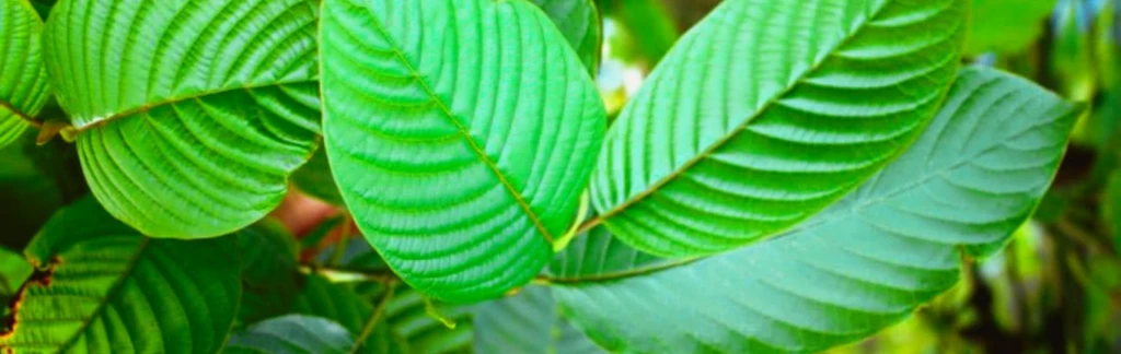 kratom benefits and dangers
