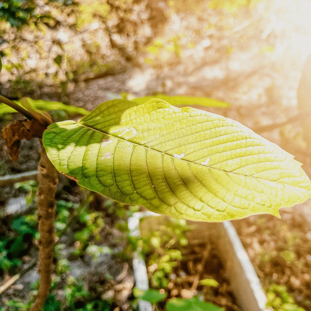 Best Kratom Strains