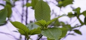 kratom new fresh
